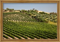 Framed Spain, Andalusia, Cadiz Province Vineyard Field and Olive Grove