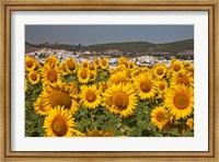 Framed Spain, Andalusia, Cadiz Province, Bornos Sunflower Fields