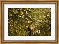 Framed Spain, Jaen Province, Jaen-area, Olive Trees