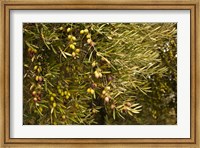Framed Spain, Jaen Province, Jaen-area, Olive Trees
