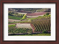 Framed Vineyards, Bobadilla, Spain
