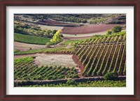 Framed Vineyards, Bobadilla, Spain