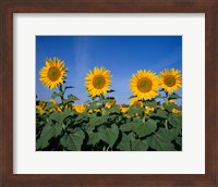 Framed Sunflowers, Spain