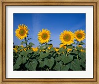 Framed Sunflowers, Spain