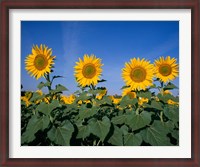 Framed Sunflowers, Spain