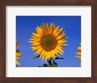 Framed Sunflowers, Spain