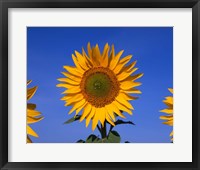 Framed Sunflowers, Spain