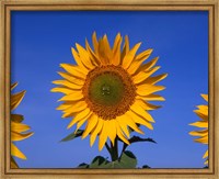 Framed Sunflowers, Spain