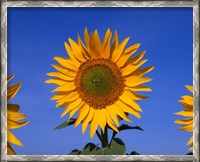 Framed Sunflowers, Spain