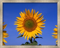 Framed Sunflowers, Spain