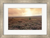 Framed Heather, near Danby, North York Moors, England