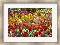 Framed Tulips in St James's Park, London, England, United Kingdom