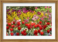 Framed Tulips in St James's Park, London, England, United Kingdom