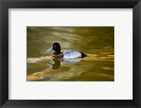 Framed UK, Tufted Duck on pond reflecting Fall colors