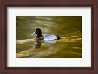 Framed UK, Tufted Duck on pond reflecting Fall colors