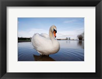 Framed Mute Swan (Cygnus olor) on flooded field, England