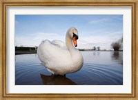 Framed Mute Swan (Cygnus olor) on flooded field, England
