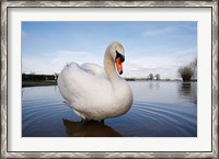 Framed Mute Swan (Cygnus olor) on flooded field, England