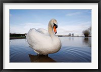 Framed Mute Swan (Cygnus olor) on flooded field, England