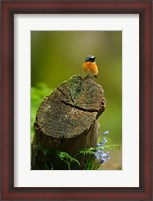 Framed Redstart bird, Forest of Dean, Gloucestershire, UK