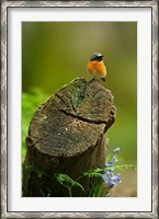 Framed Redstart bird, Forest of Dean, Gloucestershire, UK