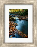 Framed Stream with Autumn Leaves, Forest of Dean, UK