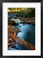 Framed Stream with Autumn Leaves, Forest of Dean, UK