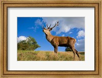 Framed UK Red Deer in countryside