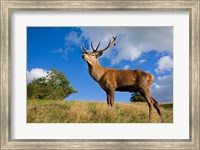 Framed UK Red Deer in countryside