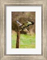 Framed UK, Common Buzzard bird on wooden post