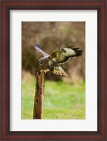 Framed UK, Common Buzzard bird on wooden post