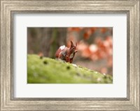 Framed UK, England Red Squirrel
