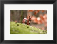 Framed UK, England Red Squirrel