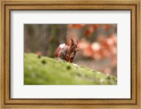 Framed UK, England Red Squirrel