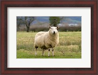 Framed UK, England, Cotswold Sheep farm animal
