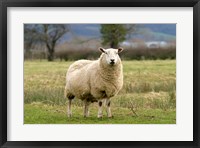 Framed UK, England, Cotswold Sheep farm animal