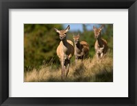 Framed UK, England, Red Deer, Hinds on heathland