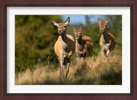 Framed UK, England, Red Deer, Hinds on heathland