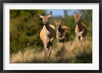 Framed UK, England, Red Deer, Hinds on heathland