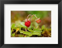 Framed UK, England, Strawberry fruit, garden