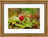 Framed UK, England, Strawberry fruit, garden