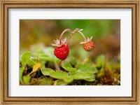 Framed UK, England, Strawberry fruit, garden