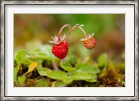 Framed UK, England, Strawberry fruit, garden