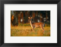 Framed UK, Forest of Dean, Fallow Deer