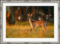 Framed UK, Forest of Dean, Fallow Deer