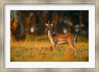 Framed UK, Forest of Dean, Fallow Deer