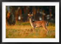 Framed UK, Forest of Dean, Fallow Deer