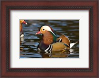 Framed UK, Mandarin Duck wildlife