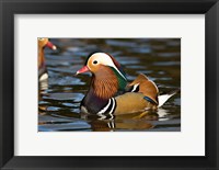 Framed UK, Mandarin Duck wildlife