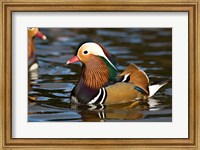 Framed UK, Mandarin Duck wildlife